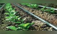 جلسه ارزیابی اثربخشی سیستم‌های نوین آبیاری کشور، با همراهی مدیریت آب و خاک شمال استان کرمان برگزار شد